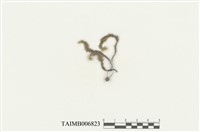 藏品(美蕨繩苔)的圖片